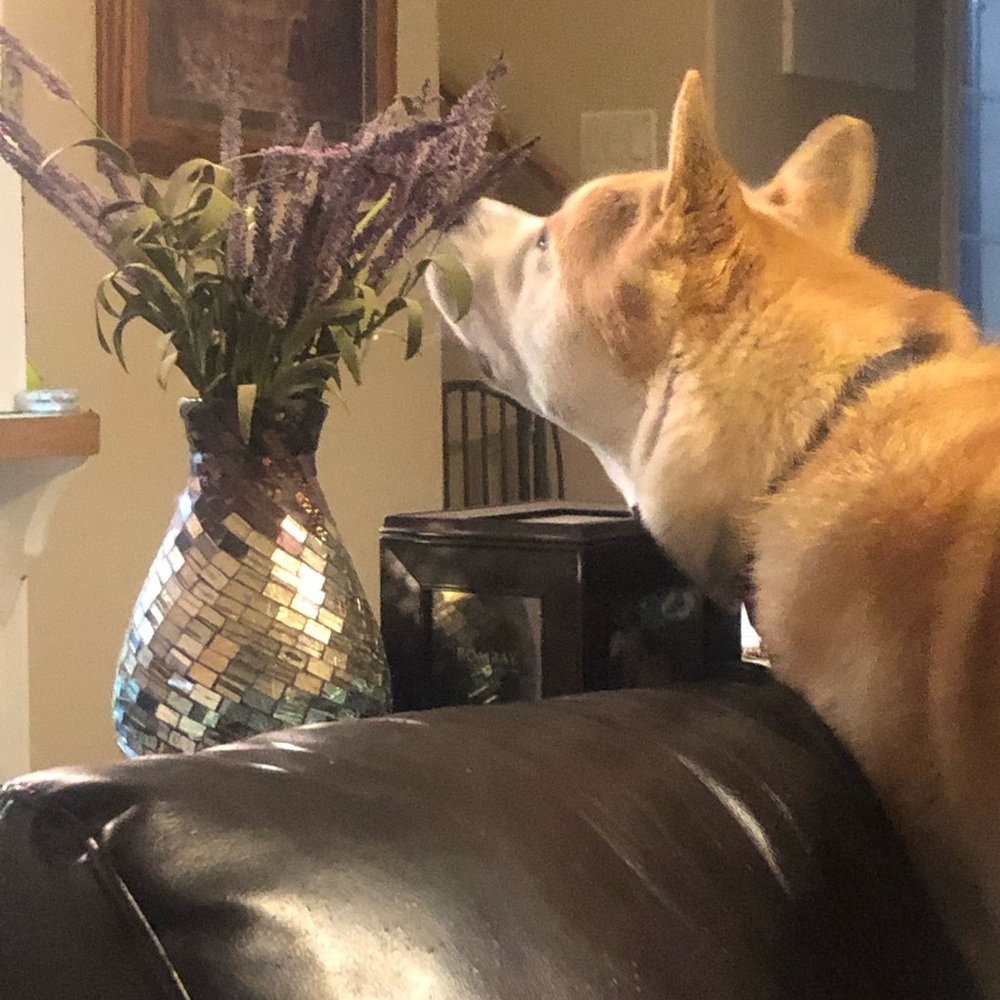 It’s important to stop and smell the flowers 💐